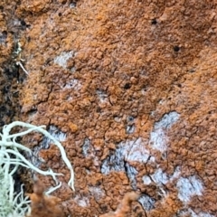 Trentepohlia sp. (genus) at Alison Hone Reserve - 6 Jul 2024