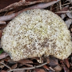 Laetiporus portentosus (White Punk) at Alison Hone Reserve - 6 Jul 2024 by trevorpreston