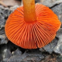 Cortinarius persplendidus (Splendid Red Skinhead) at Alison Hone Reserve - 6 Jul 2024 by trevorpreston