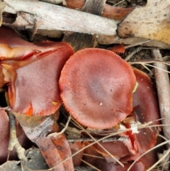 Cortinarius persplendidus at Alison Hone Reserve - 6 Jul 2024 11:46 AM