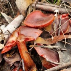 Cortinarius persplendidus at Alison Hone Reserve - 6 Jul 2024 11:46 AM