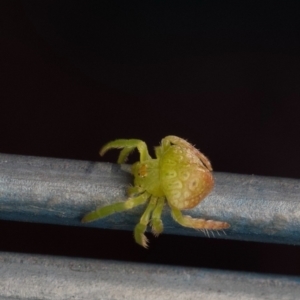 Dolophones sp. (genus) at Murrumbateman, NSW - 6 Jul 2024