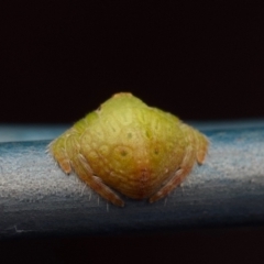 Dolophones sp. (genus) at Murrumbateman, NSW - 6 Jul 2024