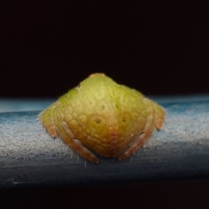 Dolophones sp. (genus) at Murrumbateman, NSW - 6 Jul 2024