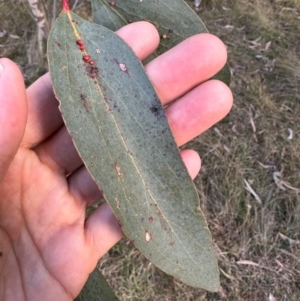 Eucalyptus pauciflora subsp. pauciflora at QPRC LGA - suppressed