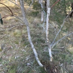 Eucalyptus pauciflora subsp. pauciflora at QPRC LGA - 6 Jul 2024