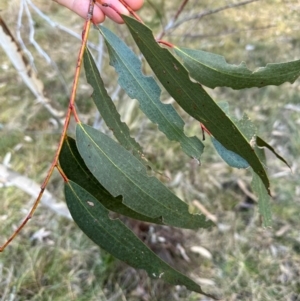 Eucalyptus pauciflora subsp. pauciflora at QPRC LGA - suppressed