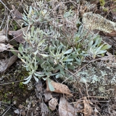 Chrysocephalum apiculatum (Common Everlasting) at QPRC LGA - 6 Jul 2024 by yellowboxwoodland