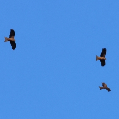 Milvus migrans (Black Kite) at Wonga Wetlands - 6 Jul 2024 by KylieWaldon