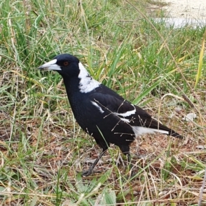 Gymnorhina tibicen at Gunning Bush Block - 5 Jul 2024 09:57 AM