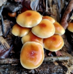 Hypholoma fasciculare (Hypholoma fasciculare) at Runnyford, NSW - 4 Jul 2024 by Teresa