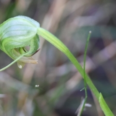 Pterostylis nutans (Nodding Greenhood) at Broulee Moruya Nature Observation Area - 5 Jul 2024 by LisaH