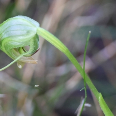 Pterostylis nutans (Nodding Greenhood) at Broulee Moruya Nature Observation Area - 6 Jul 2024 by LisaH