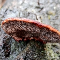 Unverified Shelf-like to hoof-like & usually on wood at Mogo State Forest - 4 Jul 2024 by Teresa