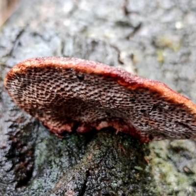 Unverified Shelf-like to hoof-like & usually on wood at Mogo State Forest - 4 Jul 2024 by Teresa