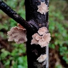 Schizophyllum commune (Split Gill Fungus) at Runnyford, NSW - 4 Jul 2024 by Teresa