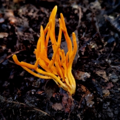 Clavulinopsis amoena (Yellow club) at Kianga, NSW - 4 Jul 2024 by Teresa