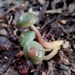 Gliophorus graminicolor (Slimy Green Waxcap) at Kianga, NSW - 4 Jul 2024 by Teresa