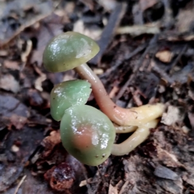 Gliophorus graminicolor (Slimy Green Waxcap) at Kianga, NSW - 4 Jul 2024 by Teresa