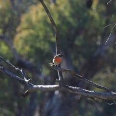 Petroica boodang (Scarlet Robin) at Whitlam, ACT - 6 Jul 2024 by VanceLawrence