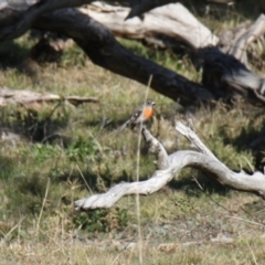 Petroica boodang at Whitlam, ACT - 6 Jul 2024 01:29 PM