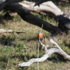 Petroica boodang at Whitlam, ACT - 6 Jul 2024 01:29 PM