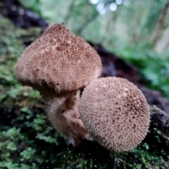 Lycoperdon sp. at Kianga, NSW - 5 Jul 2024 by Teresa