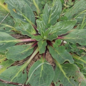 Echium plantagineum at Ginninderry Conservation Corridor - 5 Jul 2024 10:41 AM