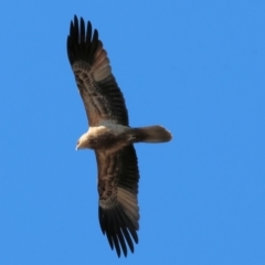 Haliastur sphenurus (Whistling Kite) at Wonga Wetlands - 6 Jul 2024 by KylieWaldon