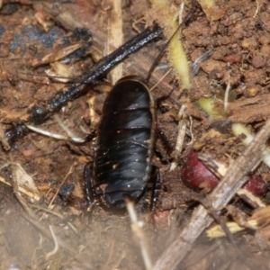 Melanozosteria dookiensis at Ginninderry Conservation Corridor - 5 Jul 2024 11:40 AM