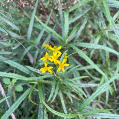 Senecio linearifolius var. denticulatus (Toothed Fireweed Groundsel) at Bournda Environment Education Centre - 5 Jul 2024 by Clarel