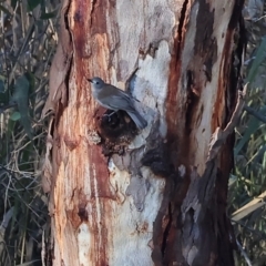 Colluricincla harmonica (Grey Shrikethrush) at Wonga Wetlands - 6 Jul 2024 by KylieWaldon