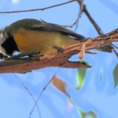 Falcunculus frontatus (Eastern Shrike-tit) at Wonga Wetlands - 6 Jul 2024 by KylieWaldon