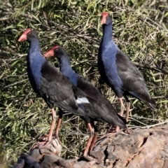 Porphyrio melanotus (Australasian Swamphen) at Splitters Creek, NSW - 6 Jul 2024 by KylieWaldon