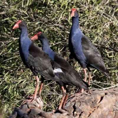 Porphyrio melanotus (Australasian Swamphen) at Splitters Creek, NSW - 6 Jul 2024 by KylieWaldon