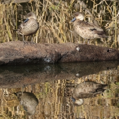 Anas gracilis (Grey Teal) at Splitters Creek, NSW - 6 Jul 2024 by KylieWaldon