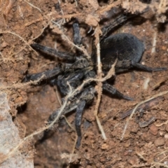 Lycosidae (family) (Wolf spider) at Ginninderry Conservation Corridor - 5 Jul 2024 by AlisonMilton