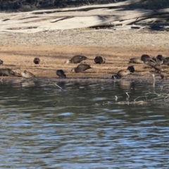 Anas superciliosa (Pacific Black Duck) at Splitters Creek, NSW - 6 Jul 2024 by KylieWaldon