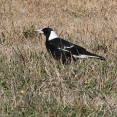 Gymnorhina tibicen (Australian Magpie) at Splitters Creek, NSW - 6 Jul 2024 by KylieWaldon