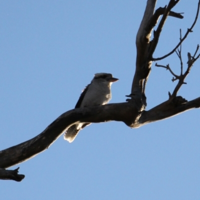 Dacelo novaeguineae (Laughing Kookaburra) at Kama - 6 Jul 2024 by VanceLawrence