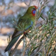 Platycercus elegans (Crimson Rosella) at Splitters Creek, NSW - 6 Jul 2024 by KylieWaldon