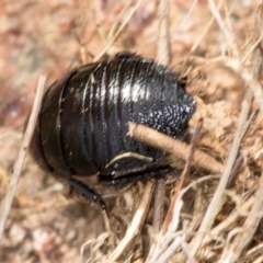 Unverified Cockroach (Blattodea, several families) at Ginninderry Conservation Corridor - 5 Jul 2024 by AlisonMilton