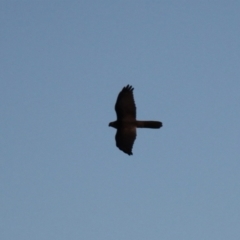 Tachyspiza fasciata (Brown Goshawk) at Kama - 6 Jul 2024 by VanceLawrence