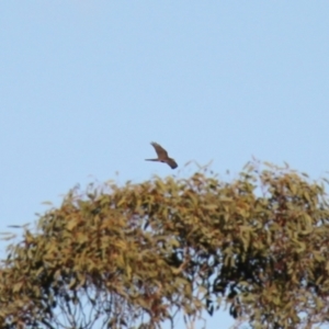 Tachyspiza fasciata at Kama - 6 Jul 2024