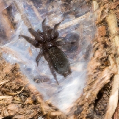 Unidentified Other hunting spider at Ginninderry Conservation Corridor - 5 Jul 2024 by AlisonMilton