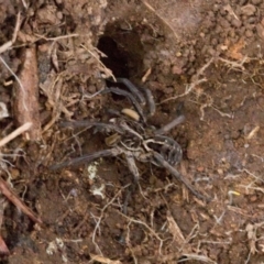 Tasmanicosa sp. (genus) (Tasmanicosa wolf spider) at Ginninderry Conservation Corridor - 5 Jul 2024 by AlisonMilton