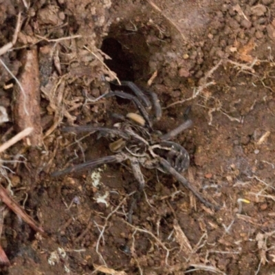 Tasmanicosa sp. (genus) (Tasmanicosa wolf spider) at Ginninderry Conservation Corridor - 5 Jul 2024 by AlisonMilton