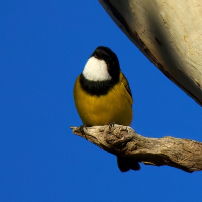 Pachycephala pectoralis (Golden Whistler) at Mount Ainslie - 5 Jul 2024 by jb2602