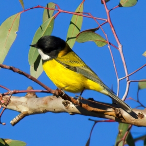 Pachycephala pectoralis at Mount Ainslie - 5 Jul 2024 04:43 PM