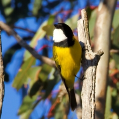 Pachycephala pectoralis at Mount Ainslie - 5 Jul 2024 04:43 PM